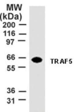 TRAF-5 Antibody (55A219) - Azide and BSA Free, Novus Biologicals 0.1 mg | Buy Online | Novus Biologicals | Fisher Scientific